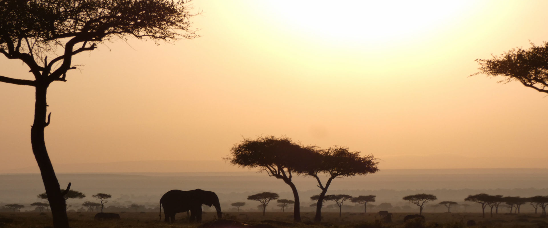 safari kenya agence locale
